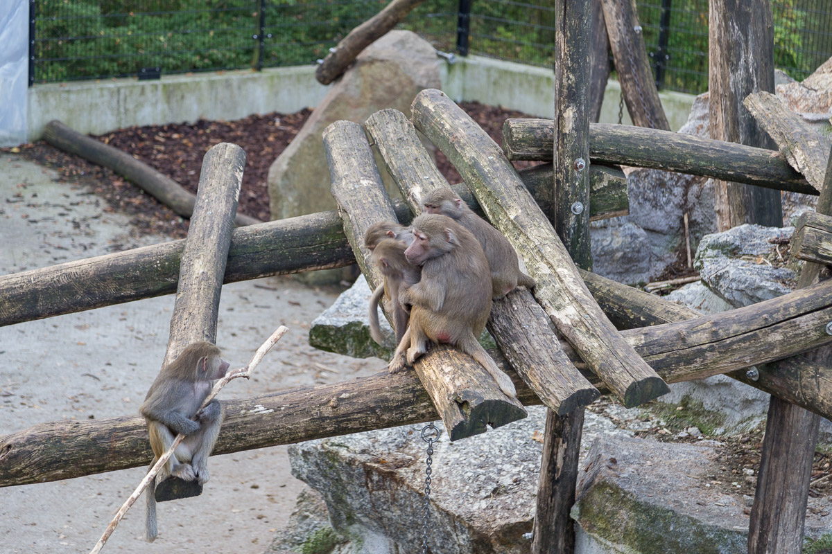 SW Tierpark Haag 013